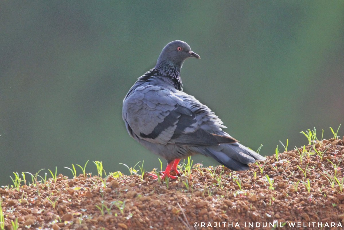 Columba